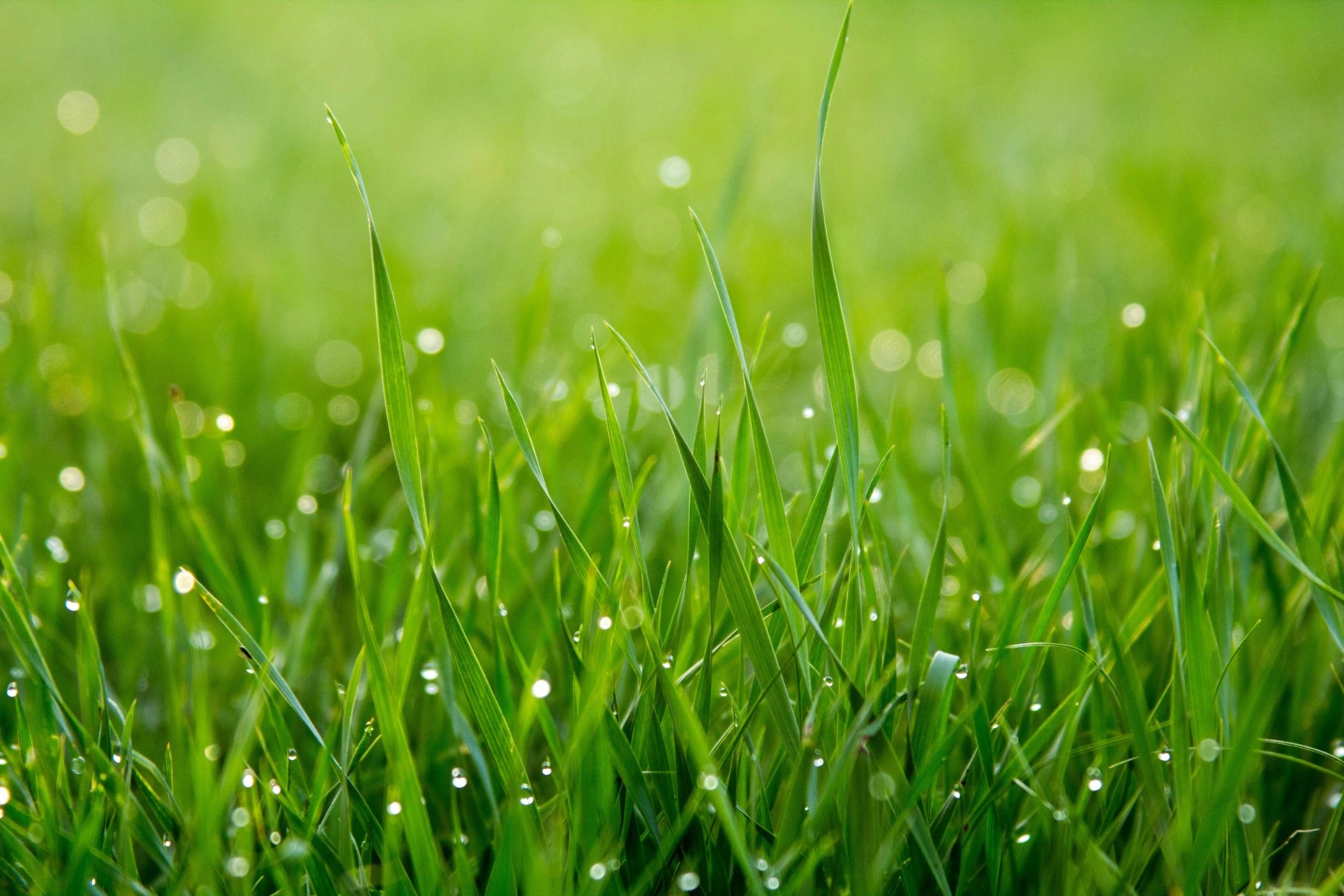 Tips for Keeping Your Artificial Lawn Pristine